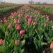 На Херсонщине стартует ежегодная выставка голландских тюльпанов